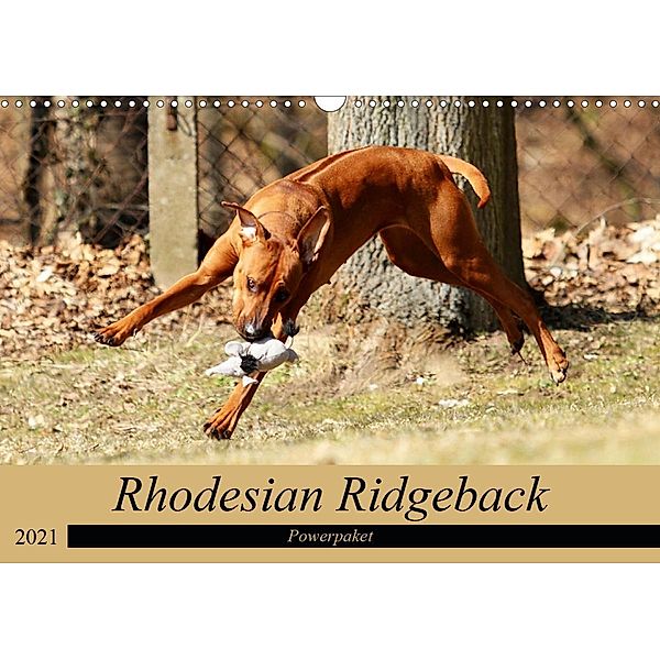 Rhodesian Ridgeback Powerpaket (Wandkalender 2021 DIN A3 quer), Dagmar Behrens