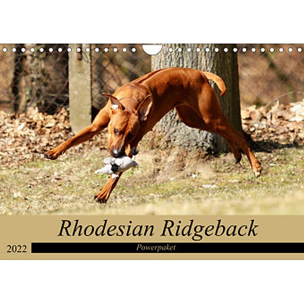 Rhodesian Ridgeback Powerpaket (Wandkalender 2022 DIN A4 quer), Dagmar Behrens