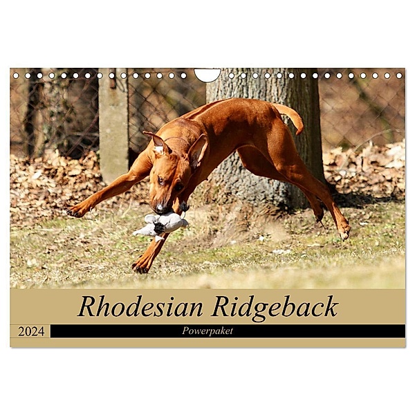 Rhodesian Ridgeback Powerpaket (Wandkalender 2024 DIN A4 quer), CALVENDO Monatskalender, Dagmar Behrens