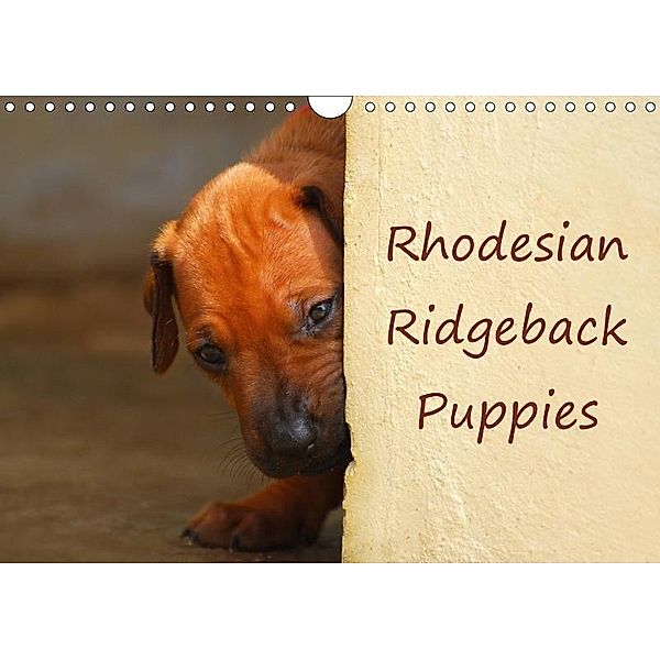 Rhodesian Ridgeback Puppies (Wall Calendar 2017 DIN A4 Landscape), Anke van Wyk, Anke van Wyk