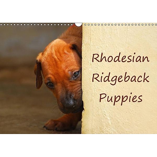 Rhodesian Ridgeback Puppies (Wall Calendar 2017 DIN A3 Landscape), Anke van Wyk, Anke van Wyk