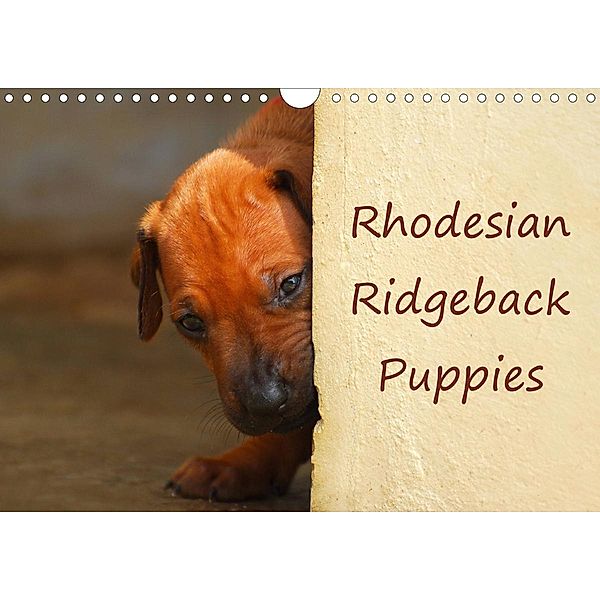 Rhodesian Ridgeback Puppies (Wall Calendar 2021 DIN A4 Landscape), Anke van Wyk