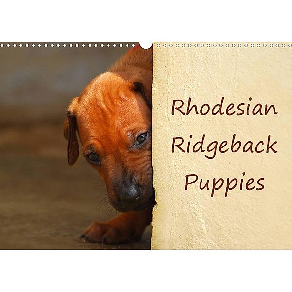 Rhodesian Ridgeback Puppies (Wall Calendar 2023 DIN A3 Landscape), Anke van Wyk