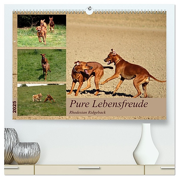 Rhodesian Ridgeback, Pure Lebensfreude (hochwertiger Premium Wandkalender 2025 DIN A2 quer), Kunstdruck in Hochglanz, Calvendo, Dagmar Behrens
