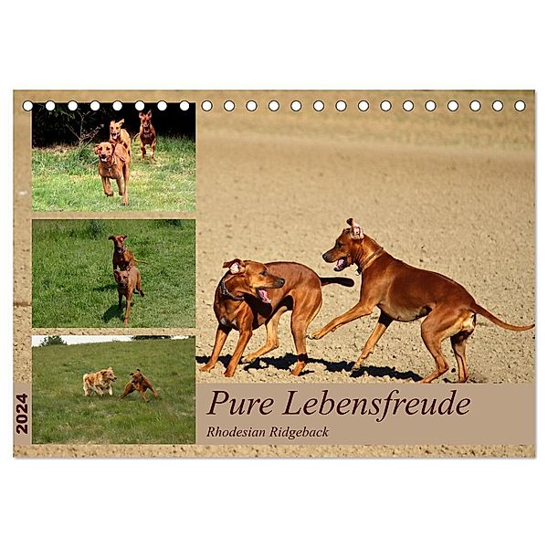 Rhodesian Ridgeback, Pure Lebensfreude (Tischkalender 2024 DIN A5 quer), CALVENDO Monatskalender, Dagmar Behrens