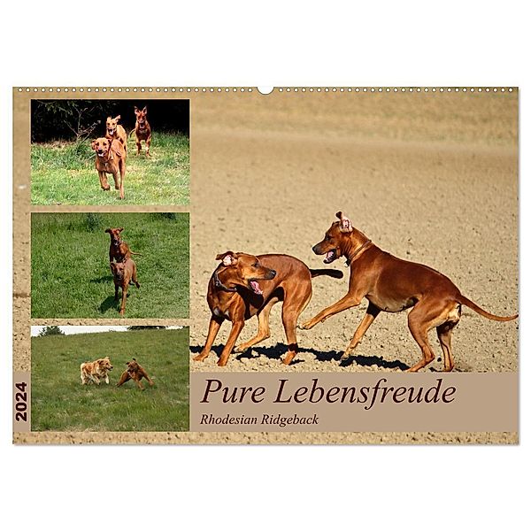 Rhodesian Ridgeback, Pure Lebensfreude (Wandkalender 2024 DIN A2 quer), CALVENDO Monatskalender, Dagmar Behrens