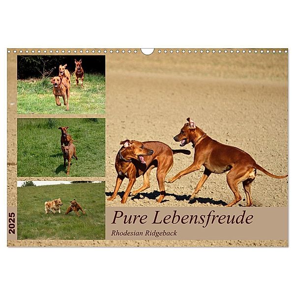 Rhodesian Ridgeback, Pure Lebensfreude (Wandkalender 2025 DIN A3 quer), CALVENDO Monatskalender, Calvendo, Dagmar Behrens