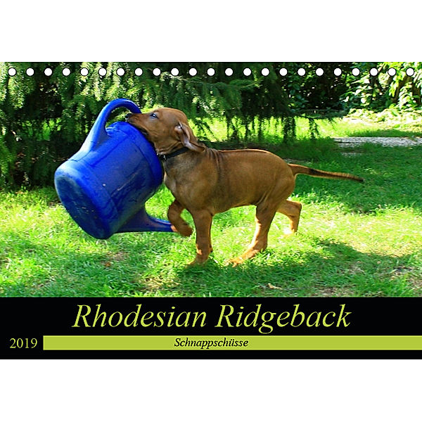 Rhodesian Ridgeback - Schnappschüsse - (Tischkalender 2019 DIN A5 quer), Dagmar Behrens