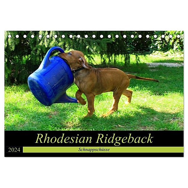 Rhodesian Ridgeback - Schnappschüsse - (Tischkalender 2024 DIN A5 quer), CALVENDO Monatskalender, Dagmar Behrens