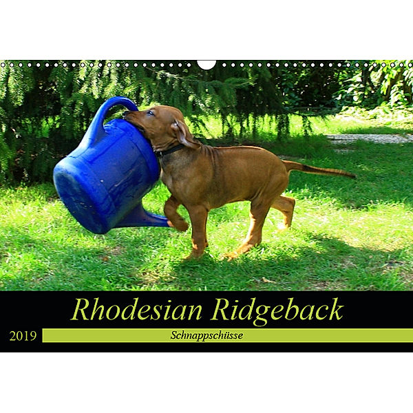 Rhodesian Ridgeback - Schnappschüsse - (Wandkalender 2019 DIN A3 quer), Dagmar Behrens