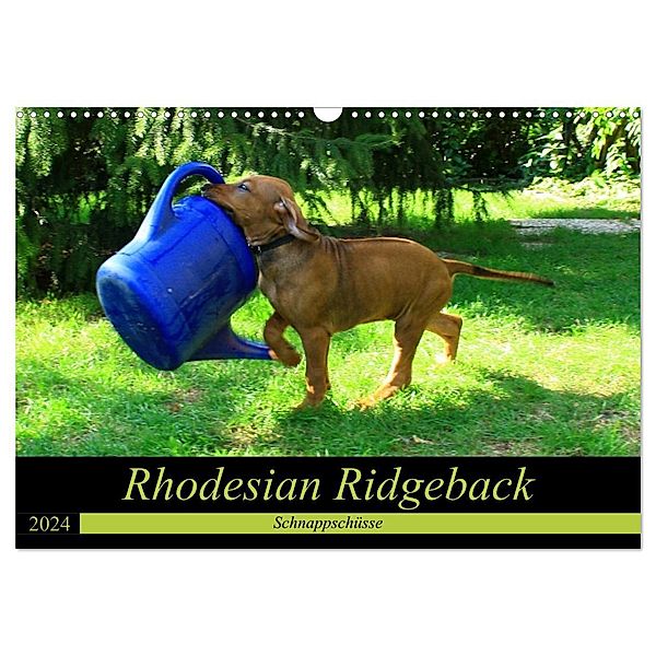 Rhodesian Ridgeback - Schnappschüsse - (Wandkalender 2024 DIN A3 quer), CALVENDO Monatskalender, Dagmar Behrens