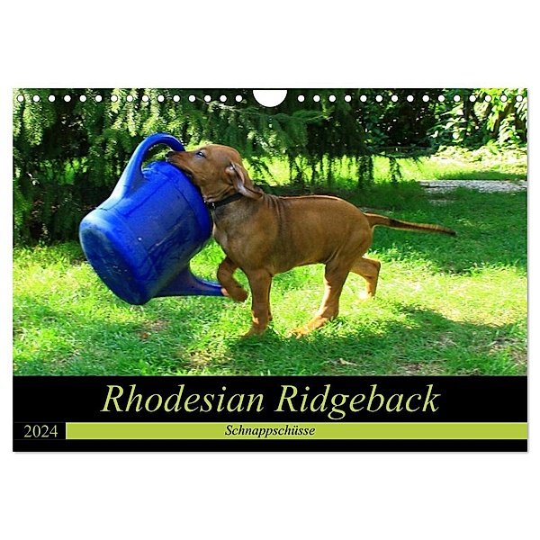 Rhodesian Ridgeback - Schnappschüsse - (Wandkalender 2024 DIN A4 quer), CALVENDO Monatskalender, Dagmar Behrens