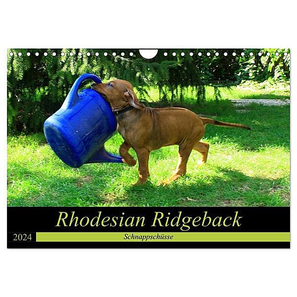 Rhodesian Ridgeback - Schnappschüsse - (Wandkalender 2024 DIN A4 quer), CALVENDO Monatskalender, Dagmar Behrens