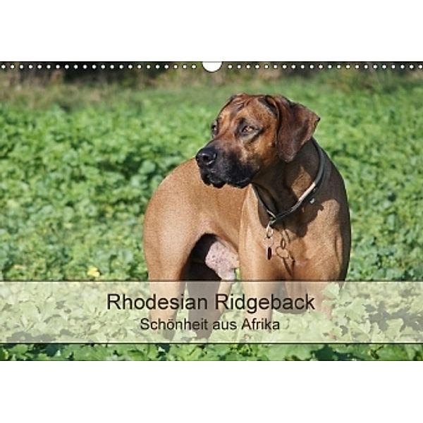 Rhodesian Ridgeback Schönheit aus Afrika (Wandkalender 2017 DIN A3 quer), Birgit Bodsch