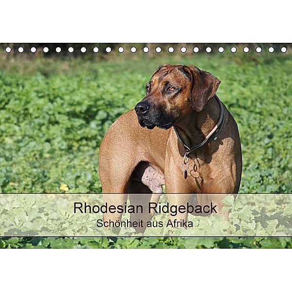 Rhodesian Ridgeback Schönheit aus Afrika (Tischkalender 2018 DIN A5 quer), Birgit Bodsch