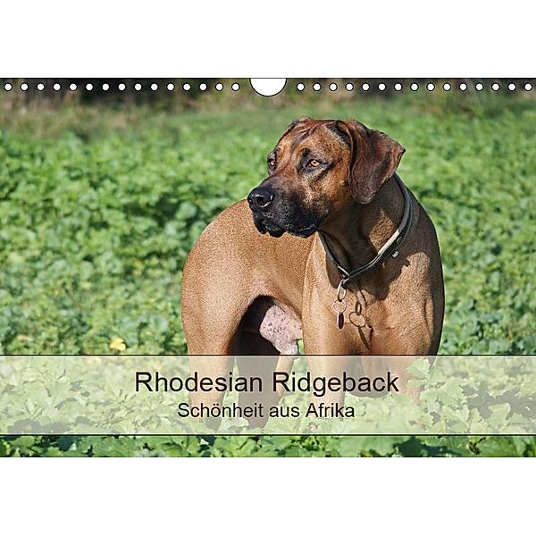 Rhodesian Ridgeback Schönheit aus Afrika (Wandkalender 2019 DIN A4 quer), Birgit Bodsch