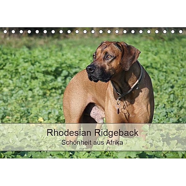 Rhodesian Ridgeback Schönheit aus Afrika (Tischkalender 2019 DIN A5 quer), Birgit Bodsch