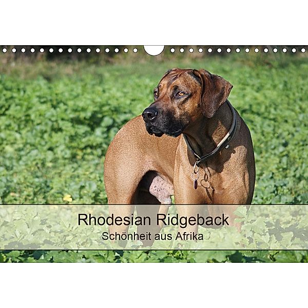 Rhodesian Ridgeback Schönheit aus Afrika (Wandkalender 2021 DIN A4 quer), Birgit Bodsch