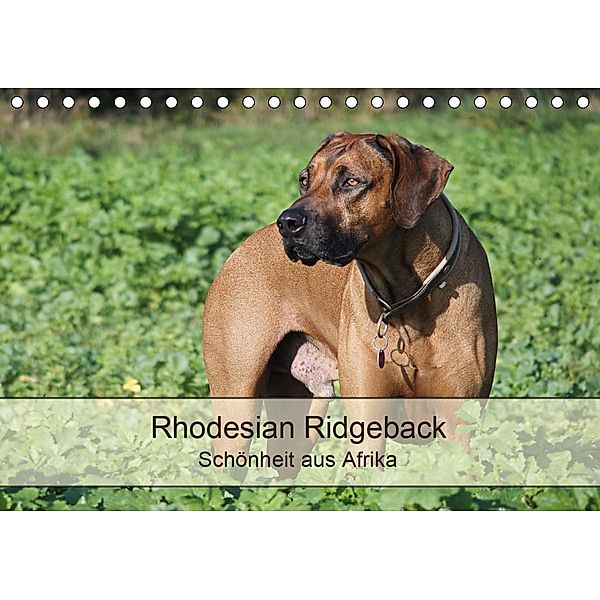 Rhodesian Ridgeback Schönheit aus Afrika (Tischkalender 2021 DIN A5 quer), Birgit Bodsch