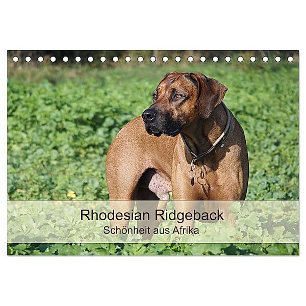 Rhodesian Ridgeback Schönheit aus Afrika (Tischkalender 2024 DIN A5 quer), CALVENDO Monatskalender, Birgit Bodsch