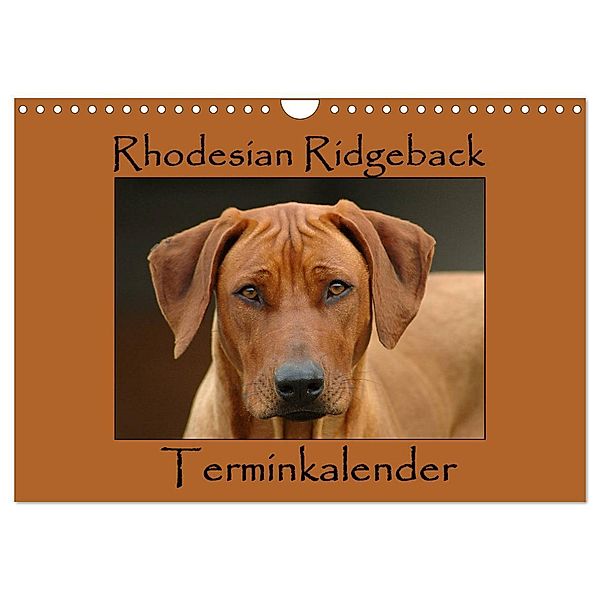 Rhodesian Ridgeback Terminkalender (Wandkalender 2024 DIN A4 quer), CALVENDO Monatskalender, Anke van Wyk - www.germanpix.net