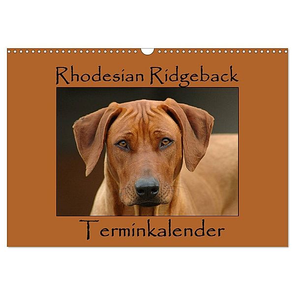 Rhodesian Ridgeback Terminkalender (Wandkalender 2024 DIN A3 quer), CALVENDO Monatskalender, Anke van Wyk - www.germanpix.net