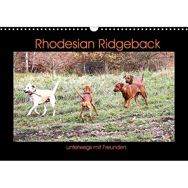Rhodesian Ridgeback unterwegs mit Freunden (Wandkalender 2022 DIN A3 quer), Dagmar Behrens
