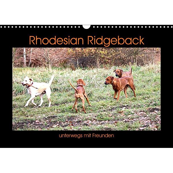 Rhodesian Ridgeback unterwegs mit Freunden (Wandkalender 2023 DIN A3 quer), Dagmar Behrens