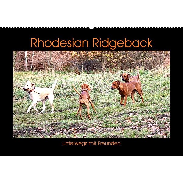 Rhodesian Ridgeback unterwegs mit Freunden (Wandkalender 2023 DIN A2 quer), Dagmar Behrens