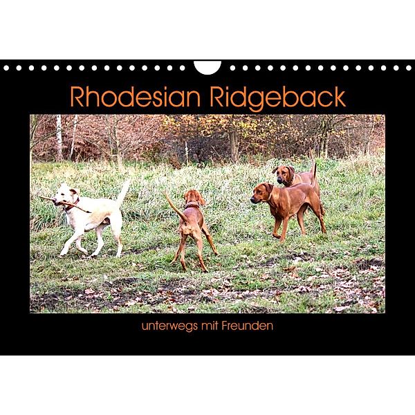 Rhodesian Ridgeback unterwegs mit Freunden (Wandkalender 2023 DIN A4 quer), Dagmar Behrens