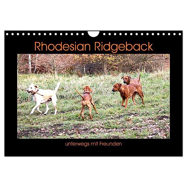 Rhodesian Ridgeback unterwegs mit Freunden (Wandkalender 2024 DIN A4 quer), CALVENDO Monatskalender, Dagmar Behrens