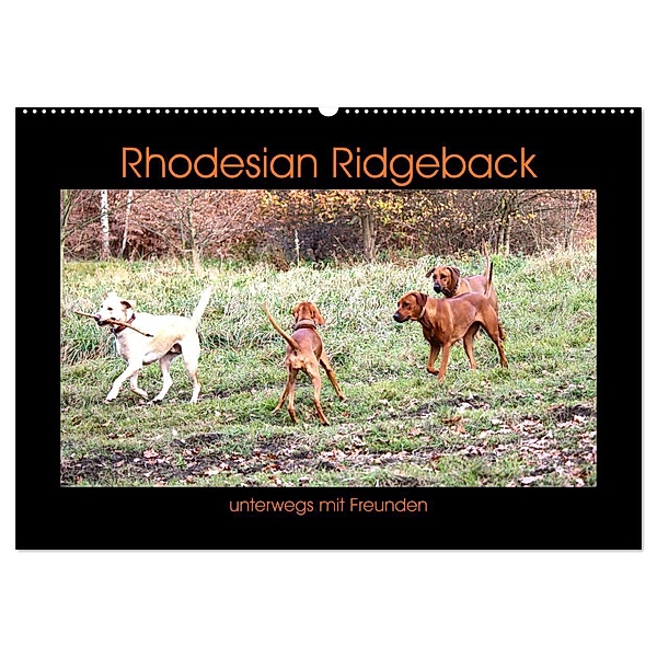 Rhodesian Ridgeback unterwegs mit Freunden (Wandkalender 2024 DIN A2 quer), CALVENDO Monatskalender, Dagmar Behrens