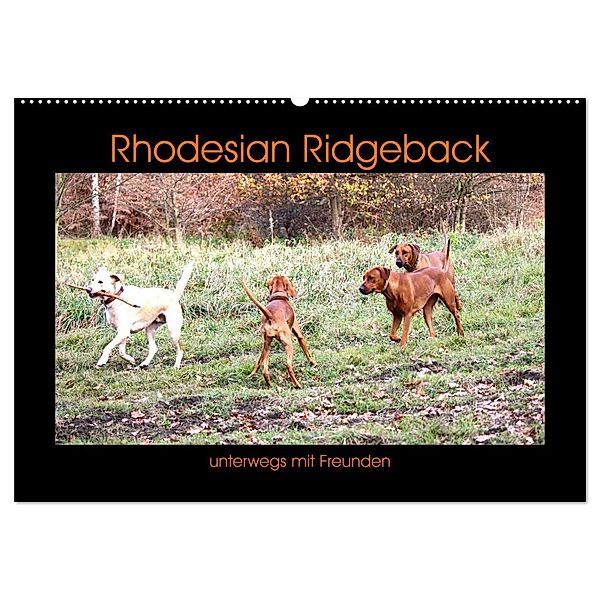 Rhodesian Ridgeback unterwegs mit Freunden (Wandkalender 2025 DIN A2 quer), CALVENDO Monatskalender, Calvendo, Dagmar Behrens