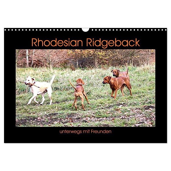Rhodesian Ridgeback unterwegs mit Freunden (Wandkalender 2025 DIN A3 quer), CALVENDO Monatskalender, Calvendo, Dagmar Behrens