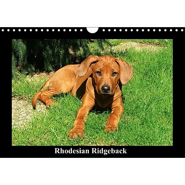 Rhodesian Ridgeback (Wandkalender immerwährend DIN A4 quer), Petra Dagmar Behrens