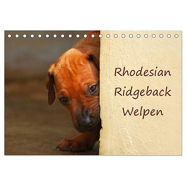 Rhodesian Ridgeback Welpen (Tischkalender 2024 DIN A5 quer), CALVENDO Monatskalender, Anke van Wyk