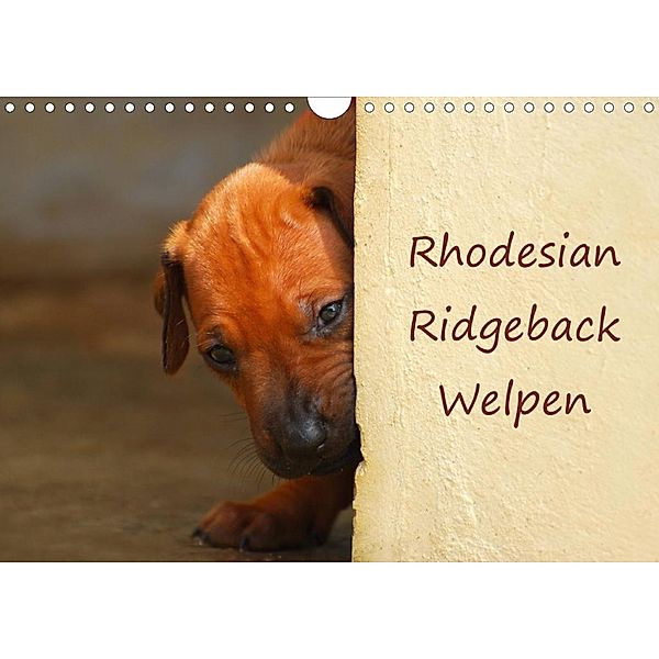 Rhodesian Ridgeback Welpen (Wandkalender 2020 DIN A4 quer), Anke van Wyk