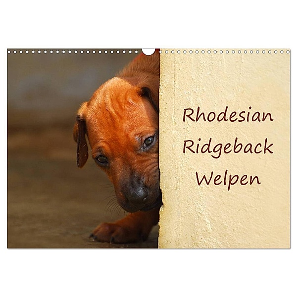 Rhodesian Ridgeback Welpen (Wandkalender 2024 DIN A3 quer), CALVENDO Monatskalender, Anke van Wyk