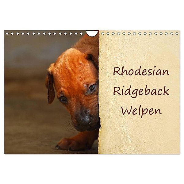 Rhodesian Ridgeback Welpen (Wandkalender 2024 DIN A4 quer), CALVENDO Monatskalender, Anke van Wyk