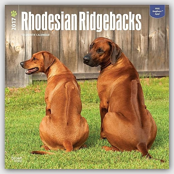 Rhodesian Ridgebacks 2017