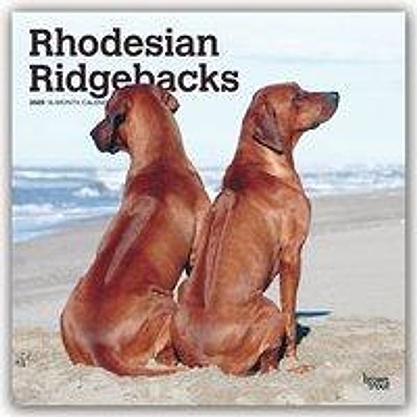 Rhodesian Ridgebacks - Afrikanischer Löwenhund 2020, BrownTrout Publisher