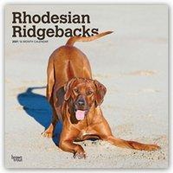 Rhodesian Ridgebacks - Afrikanischer Löwenhund 2021 - 16-Monatskalender mit freier DogDays-App, BrownTrout Publisher