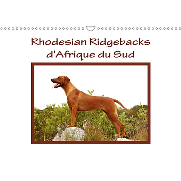 Rhodesian Ridgebacks d'Afrique du Sud (Calendrier mural 2021 DIN A3 horizontal), Anke van Wyk - www.germanpix.net