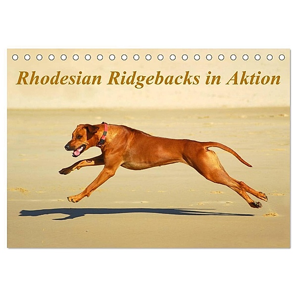 Rhodesian Ridgebacks in Aktion (Tischkalender 2024 DIN A5 quer), CALVENDO Monatskalender, Anke van Wyk - www.germanpix.net