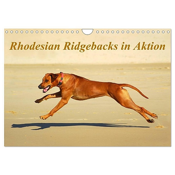 Rhodesian Ridgebacks in Aktion (Wandkalender 2024 DIN A4 quer), CALVENDO Monatskalender, Anke van Wyk - www.germanpix.net