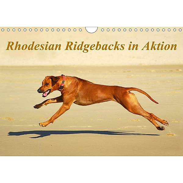 Rhodesian Ridgebacks in AktionAT-Version (Wandkalender 2021 DIN A4 quer), Anke van Wyk - www.germanpix.net