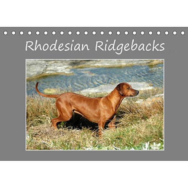 Rhodesian Ridgebacks (Tischkalender 2022 DIN A5 quer), Anke van Wyk - www.germanpix.net