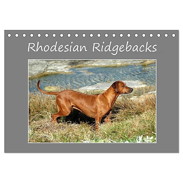 Rhodesian Ridgebacks (Tischkalender 2024 DIN A5 quer), CALVENDO Monatskalender, Anke van Wyk - www.germanpix.net