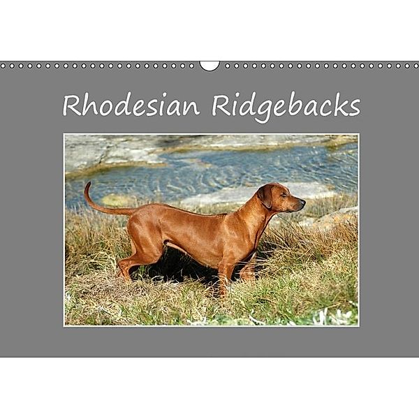 Rhodesian Ridgebacks (Wall Calendar 2017 DIN A3 Landscape), Anke van Wyk, Anke van Wyk