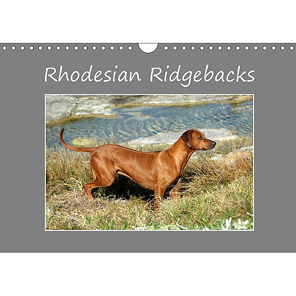 Rhodesian Ridgebacks (Wall Calendar 2019 DIN A4 Landscape), Anke van Wyk